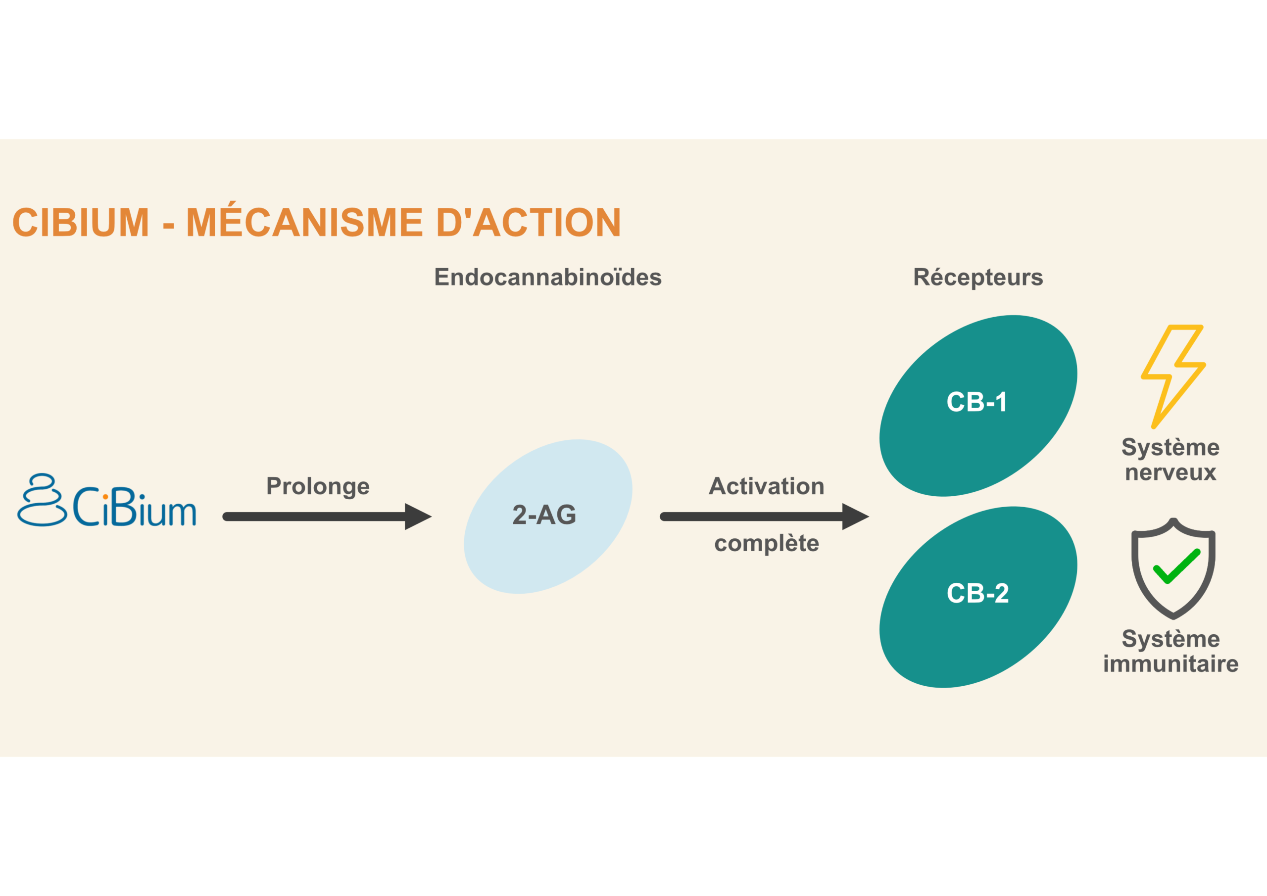 CIBIUM 7 Mécanisme CiBium