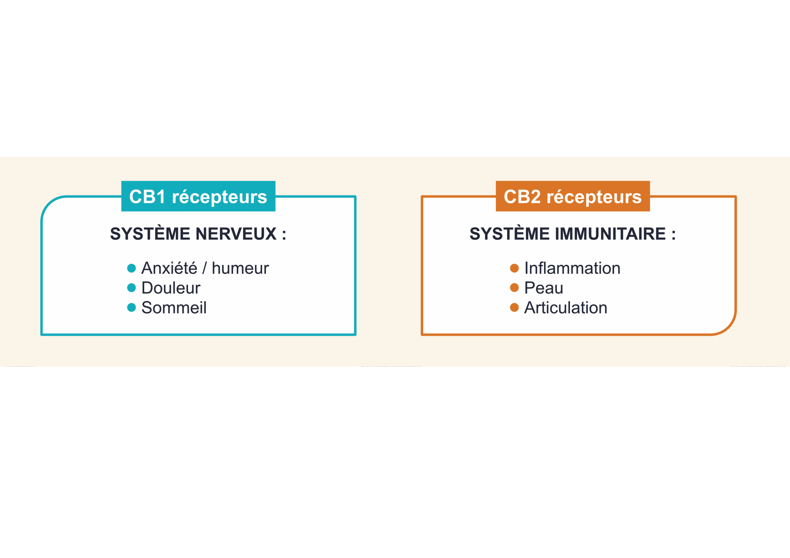 CIBIUM 6 Récepteurs CB-1 & CB-2