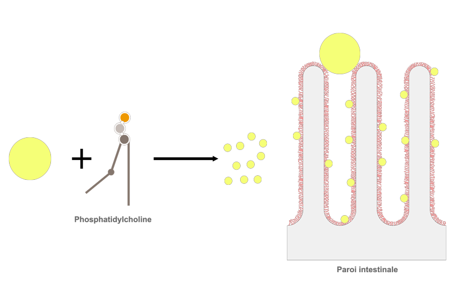 CHOLINACTIVE® 5 Schéma-choline-intestin-Phosphatidylcholine
