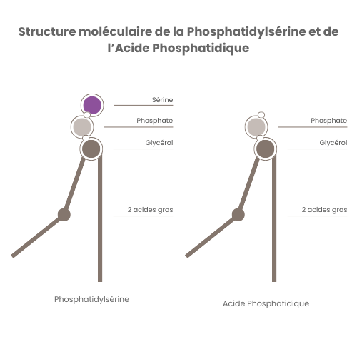 PHOSPHAMAX® 4 Structure moléculaire de la Phosphatidylsérine et de l’Acide Phosphatidique