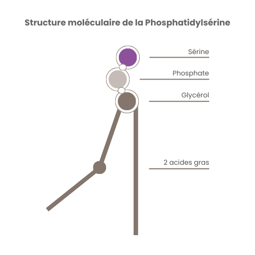 NEUROSERINE® 5 Structure moléculaire de la Phosphatidylsérine