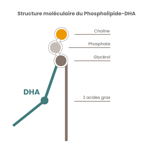 LECIMARINE® 6 Structure moléculaire du Phospholipide-DHA