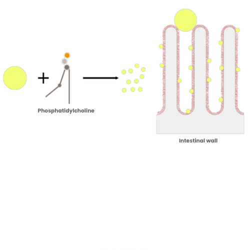 CHOLINACTIVE® 5 (1) Phosphatidylcholine increases absorption of choline