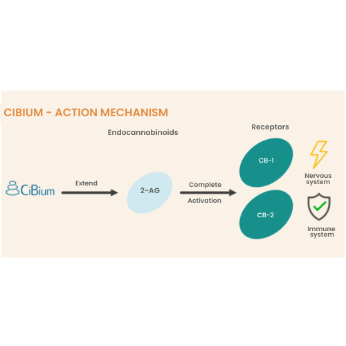 CiBium - Action Mechanism