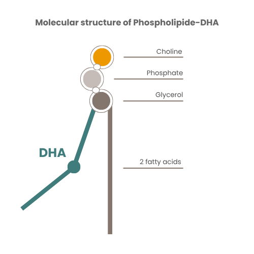 LECIMARINE® 6 Molecular structure of Phospholipide-DHA
