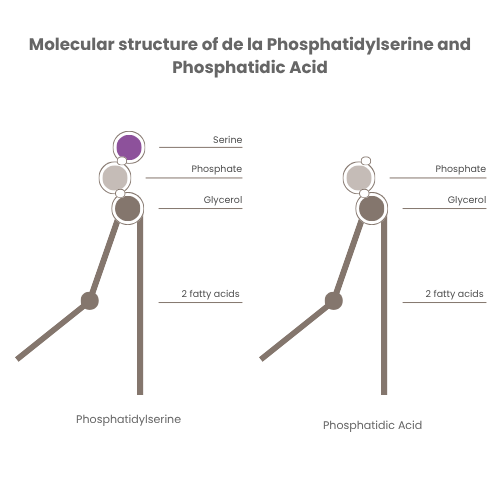 PHOSPHAMAX® 4 Molecular structure of de la Phosphatidylserine and Phosphatidic Acid