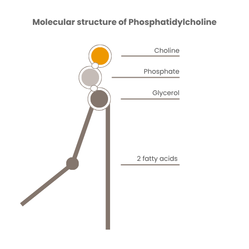 CHOLINACTIVE® 4 Molecular structure of phosphatidylcholine