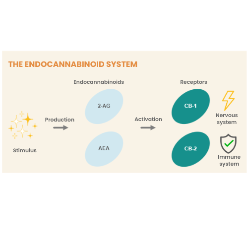 The endocannabinoid system