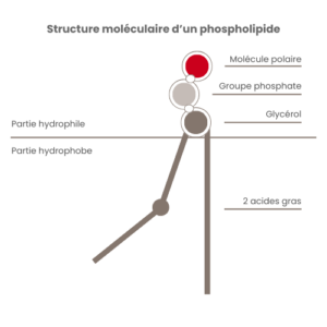 Structure moleculaire phospholipide