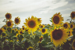 tournesols dans un champ