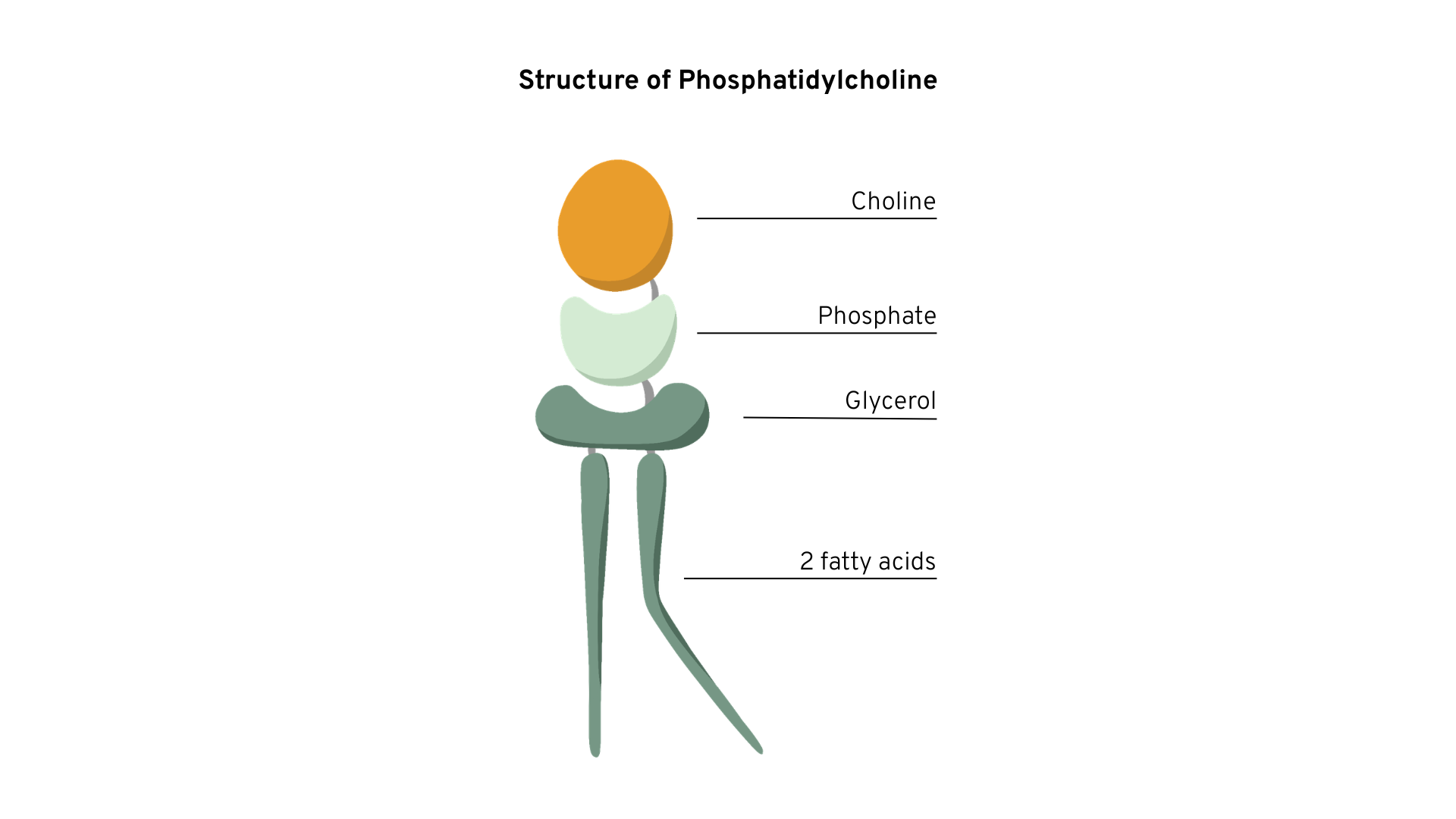 La phosphatidylcholine : indispensable pour notre santé 6 Structure of Phosphatidylcholine