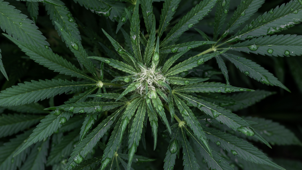 Système Endocannabinoïde - CBD feuilles