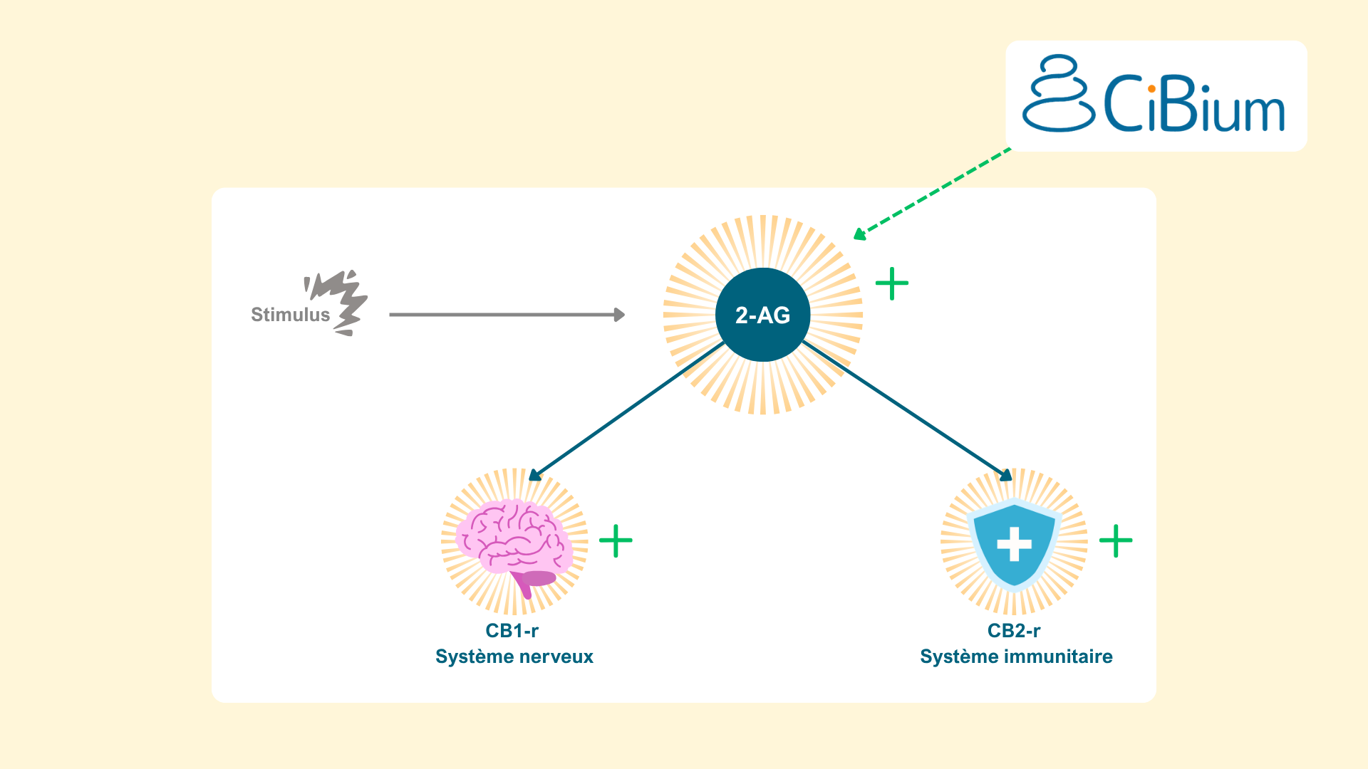 Schema CiBium 2 1