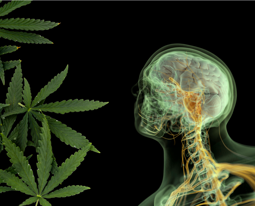 Le système endocannabinoïde : Fonctionnement et bienfaits 2 système endocannabinoïde