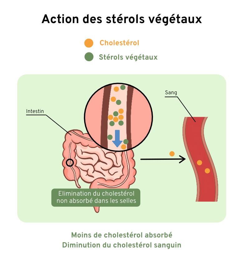 Cholestérol schéma (3)