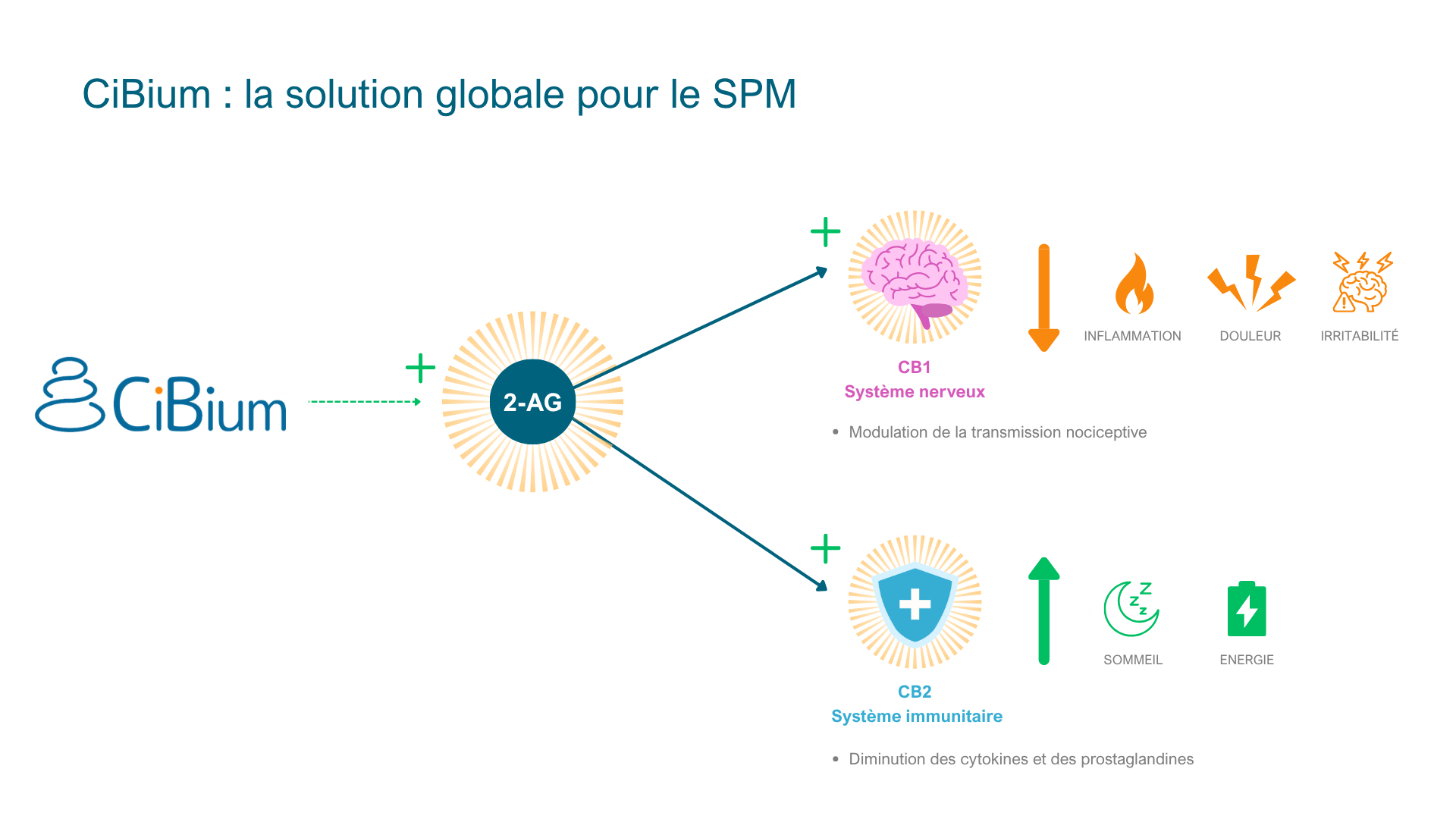 Syndrome prémenstruel-Mecanisme action CiBium