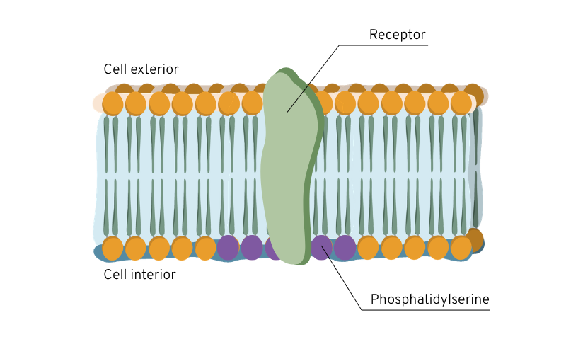 Phosphatidylserine schéma