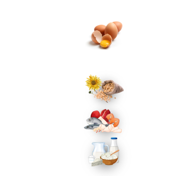 Sources de phospholipides V1